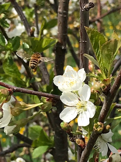 Mehiläinen kirsikankukalla